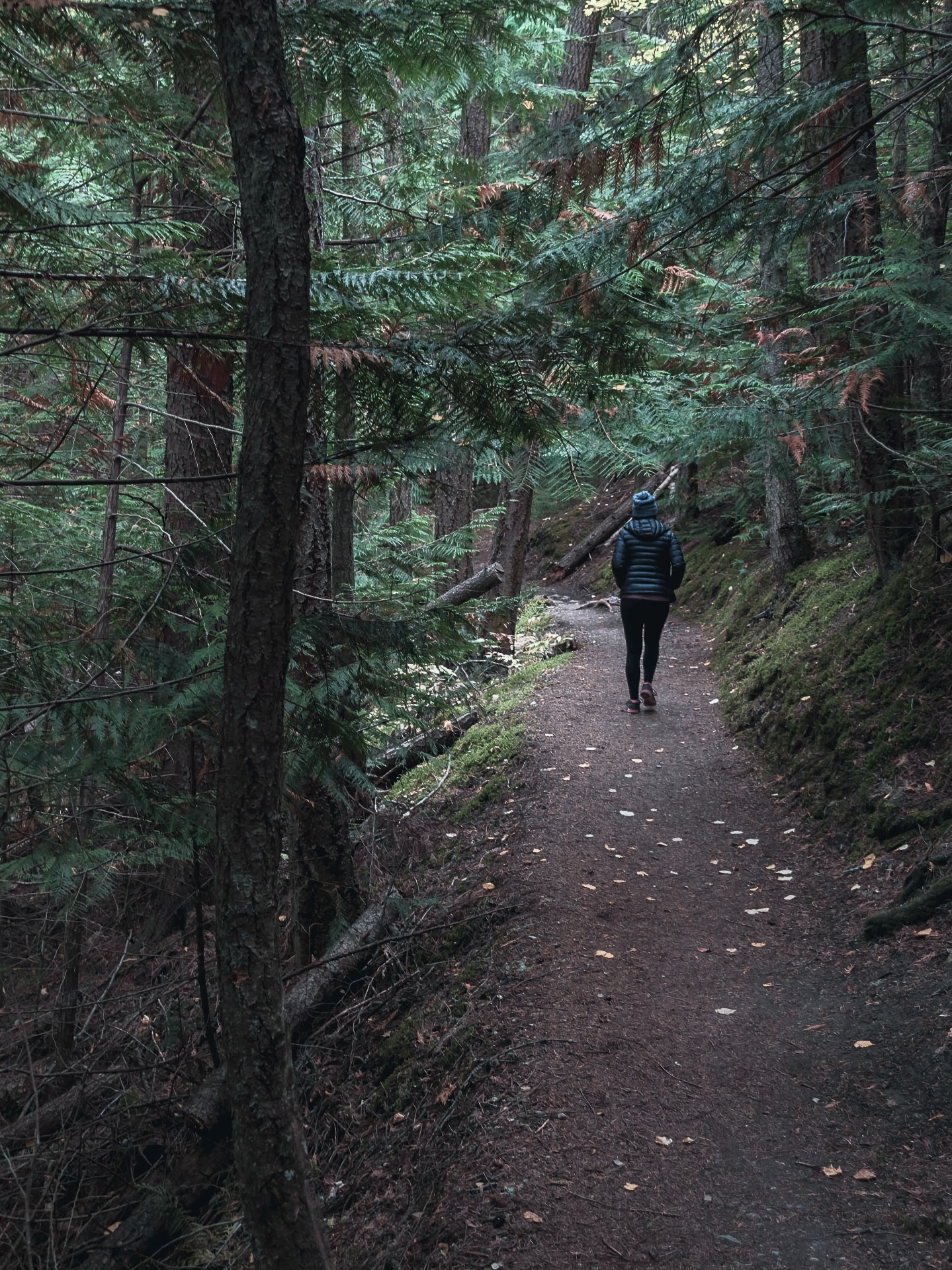 Person walking alone on a narrow forest trail surrounded by tall trees